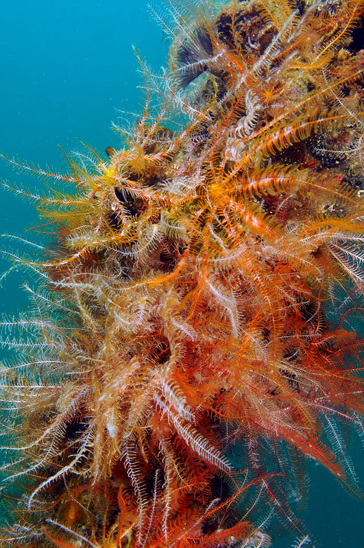 I mille colori di Antedon mediterranea